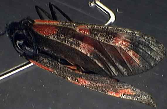 Zygaena filipendulae